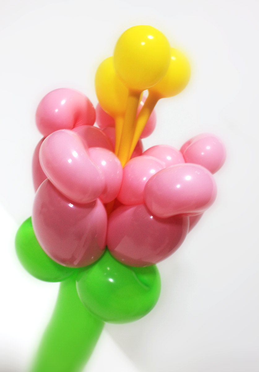 [Bild: Balloon-flower-with-yellow-buds-Singapore.jpg]